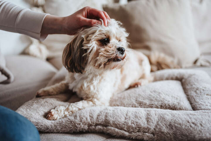 HUNTER Hundematte Rockford